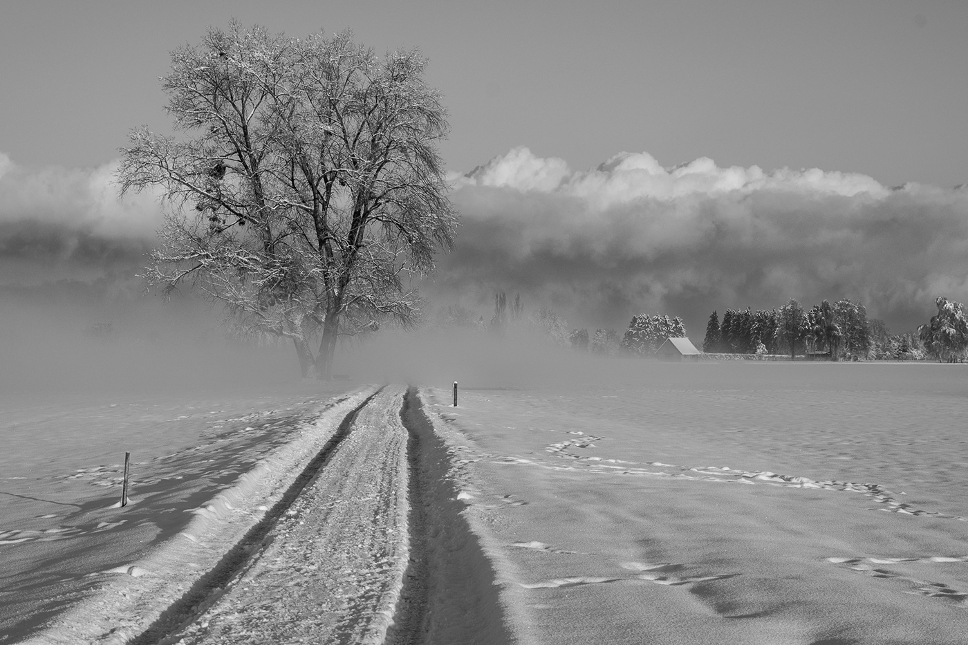 Landscape snow Photography  austria Vorarlberg black and white monochrome höchst Rheindelta