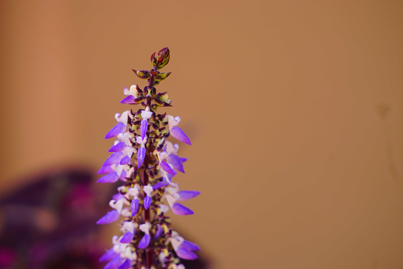 ayurveda herbs medicine orchid red violet