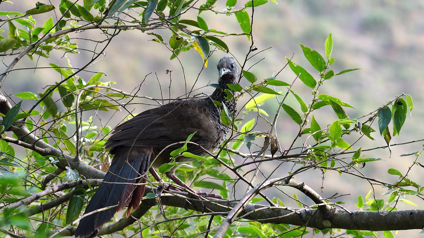 PAVA animal documental fauna naturaleza birds aves aves de colombia guacharaca video documentary