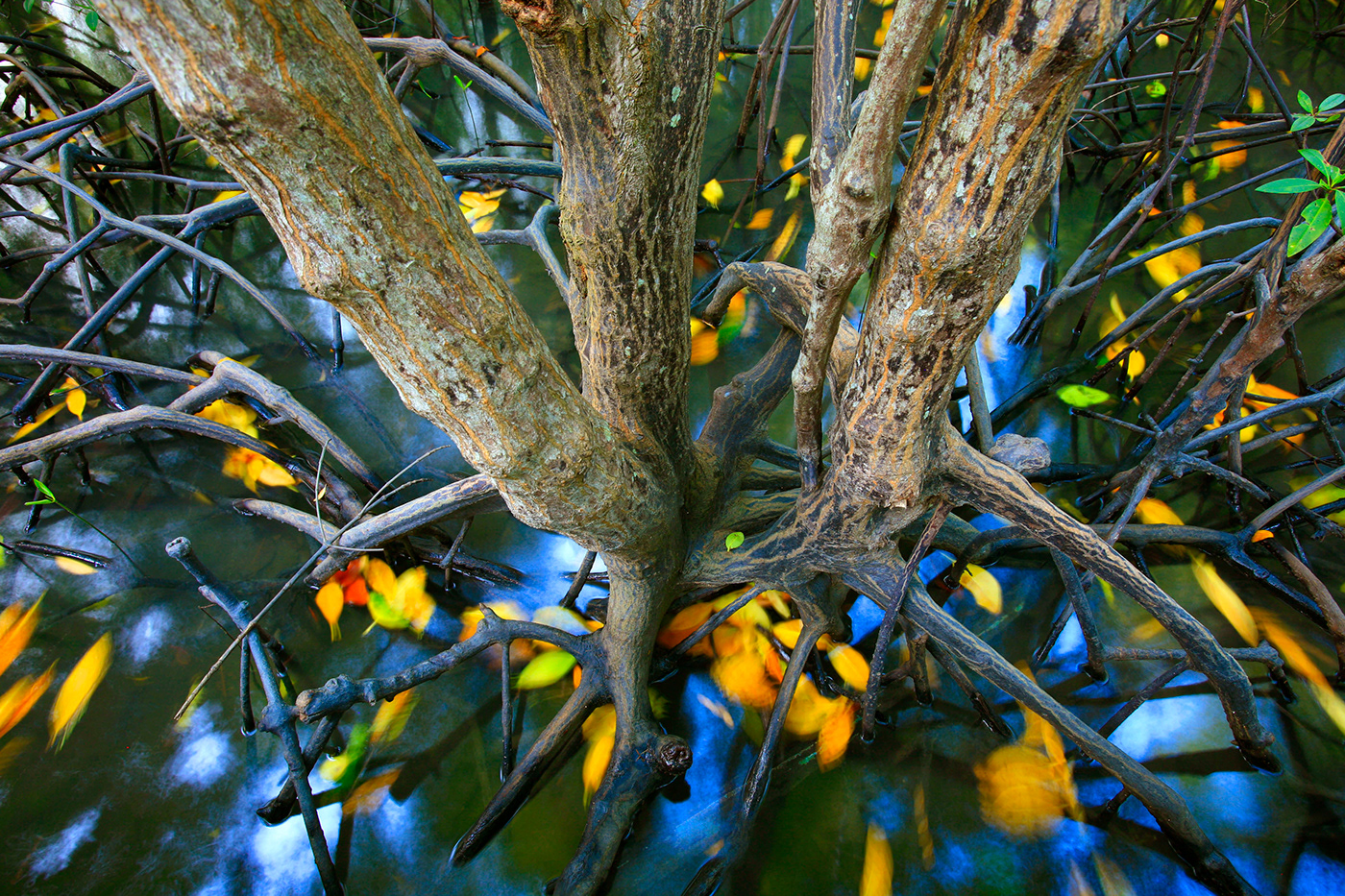 artproject FINEART mangrove forest marine ecology Photography 