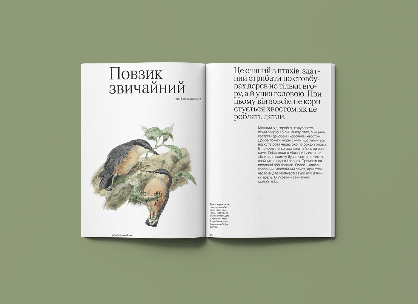 print typography   Zine  editorial ILLUSTRATION 