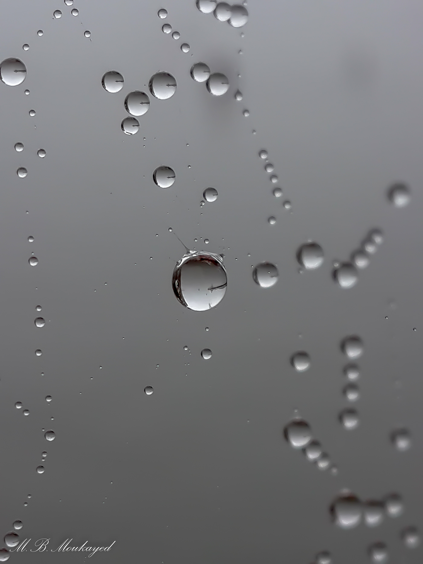Web of dew drops