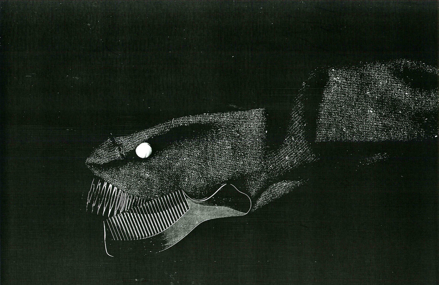 Photography  experimental photography fish marine animals resma cardumen cardumen