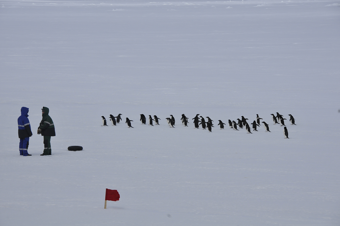 antarctica penguin animals Nature africa cape town portrait ice skua icebraker