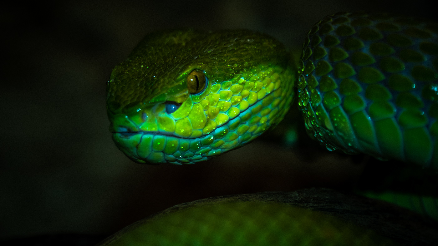 animal Colourful  Diversity macro Nature nature photography Photography  reptile snake snakes