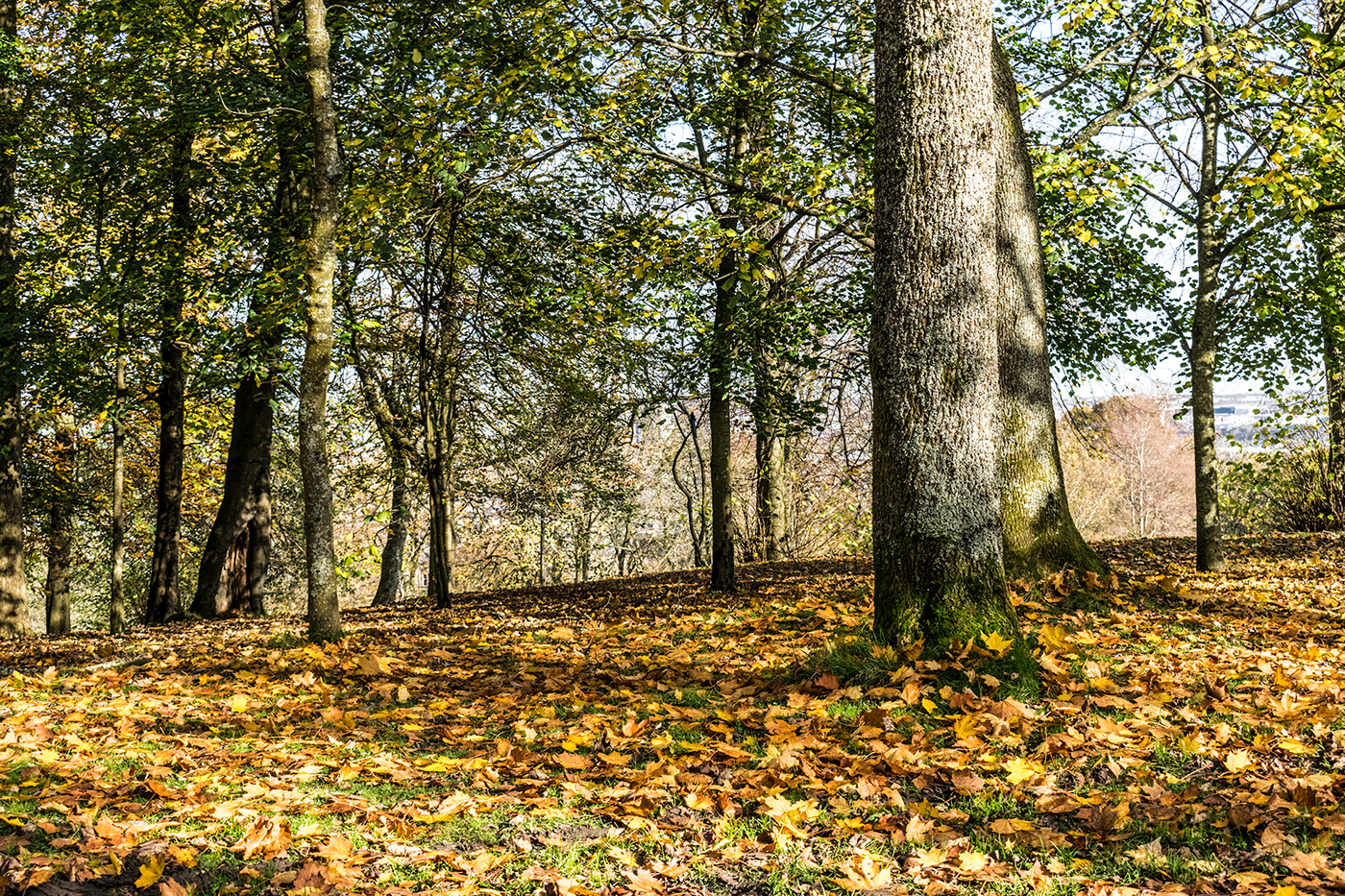 glasgow queen's park autumn scotland United Kingdom Nature forest animals