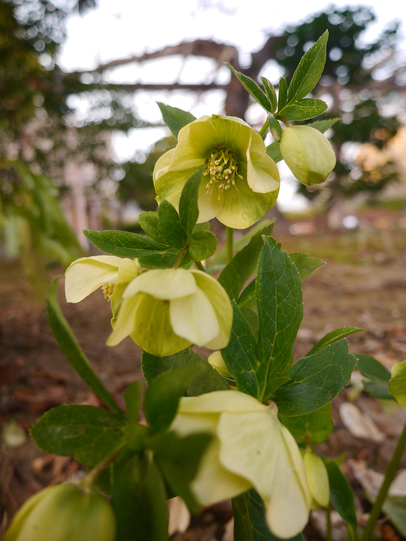 flower Christmasrose