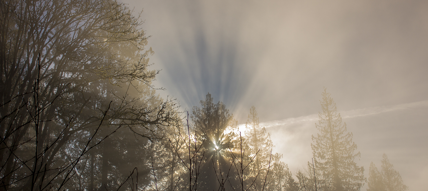 Godray fog forest beams light quiet Sun