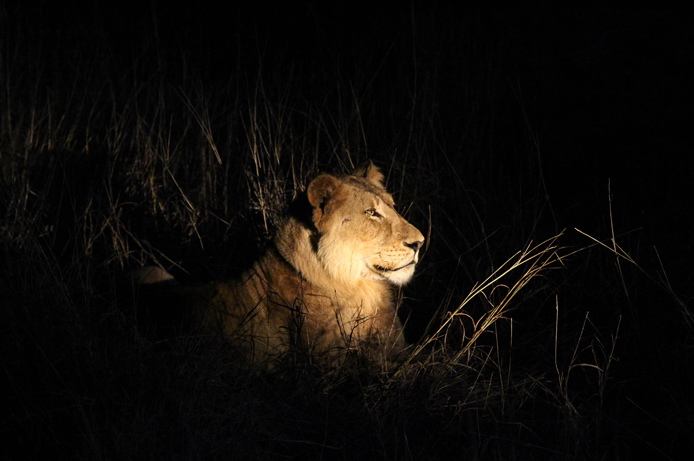 safari Photography  wildlife africa south africa leopard lion aardvark animals wilderness