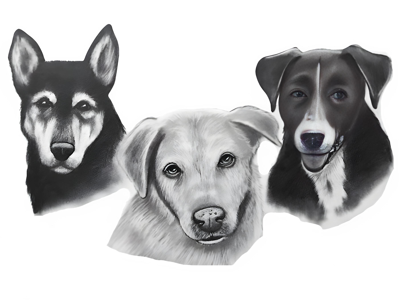 portraits Paintings dog portrait dogs Drawing  artwork Memorials pet art