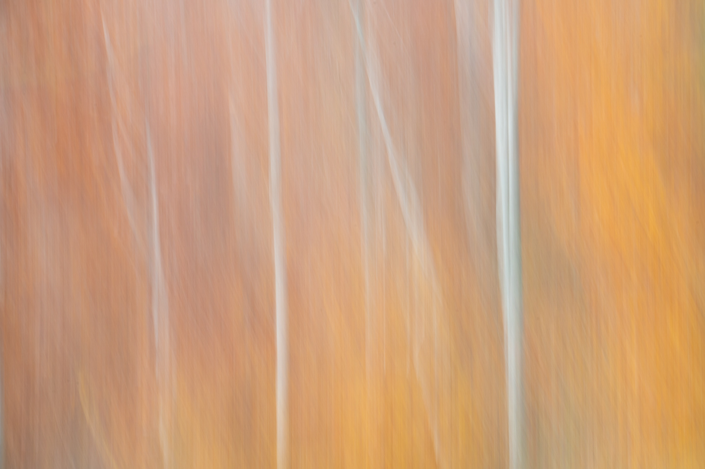 Abstract Art autunno fine art foliage landcape Nature Outdoor Photography 
