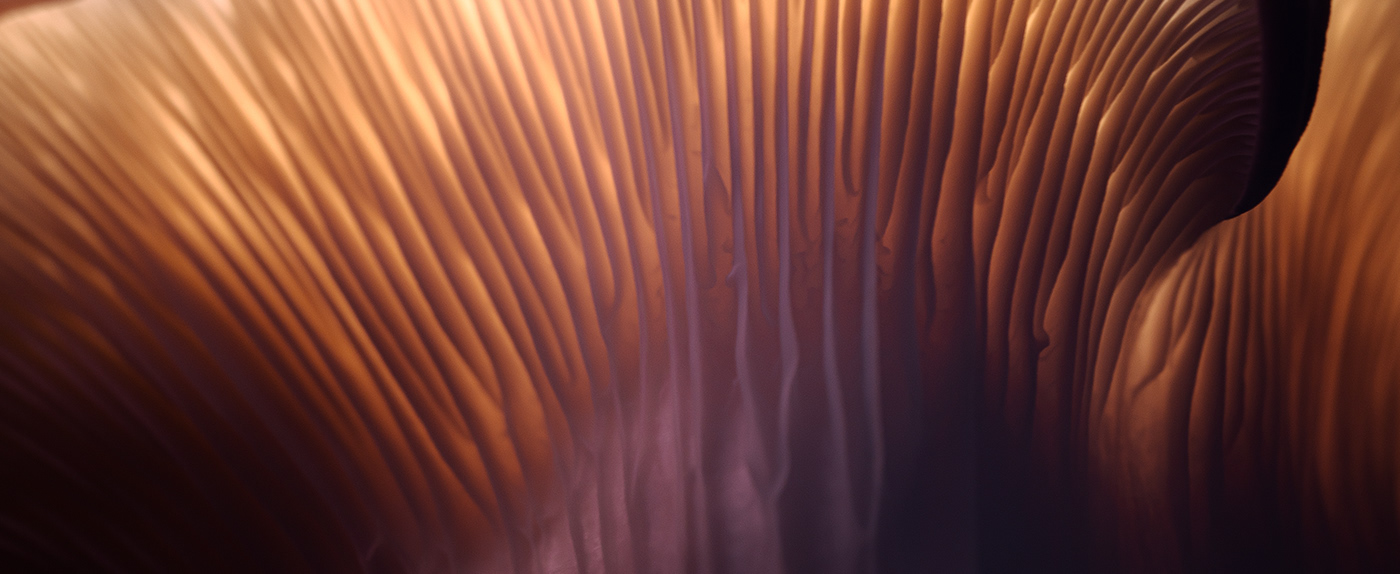 abstract biology macro mushroom natural Nature pattern photo stillife texture