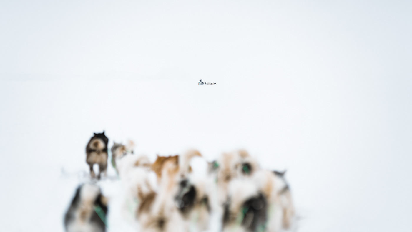 Greenland Arctic winter dogs snow remote ice White Nature Landscape