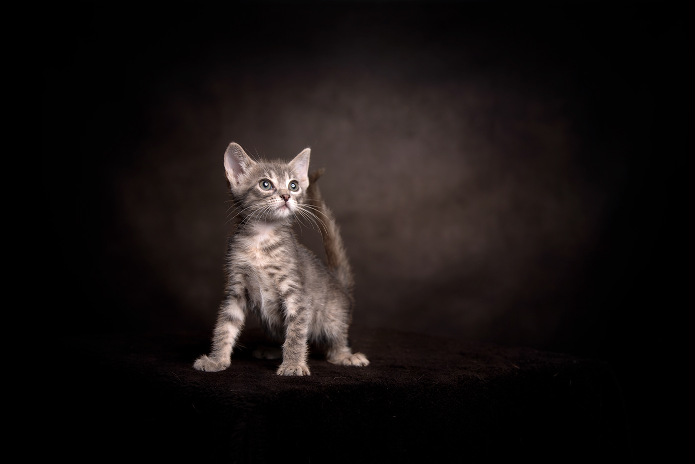 animal Cat feline Love Pet Photography  Portugal