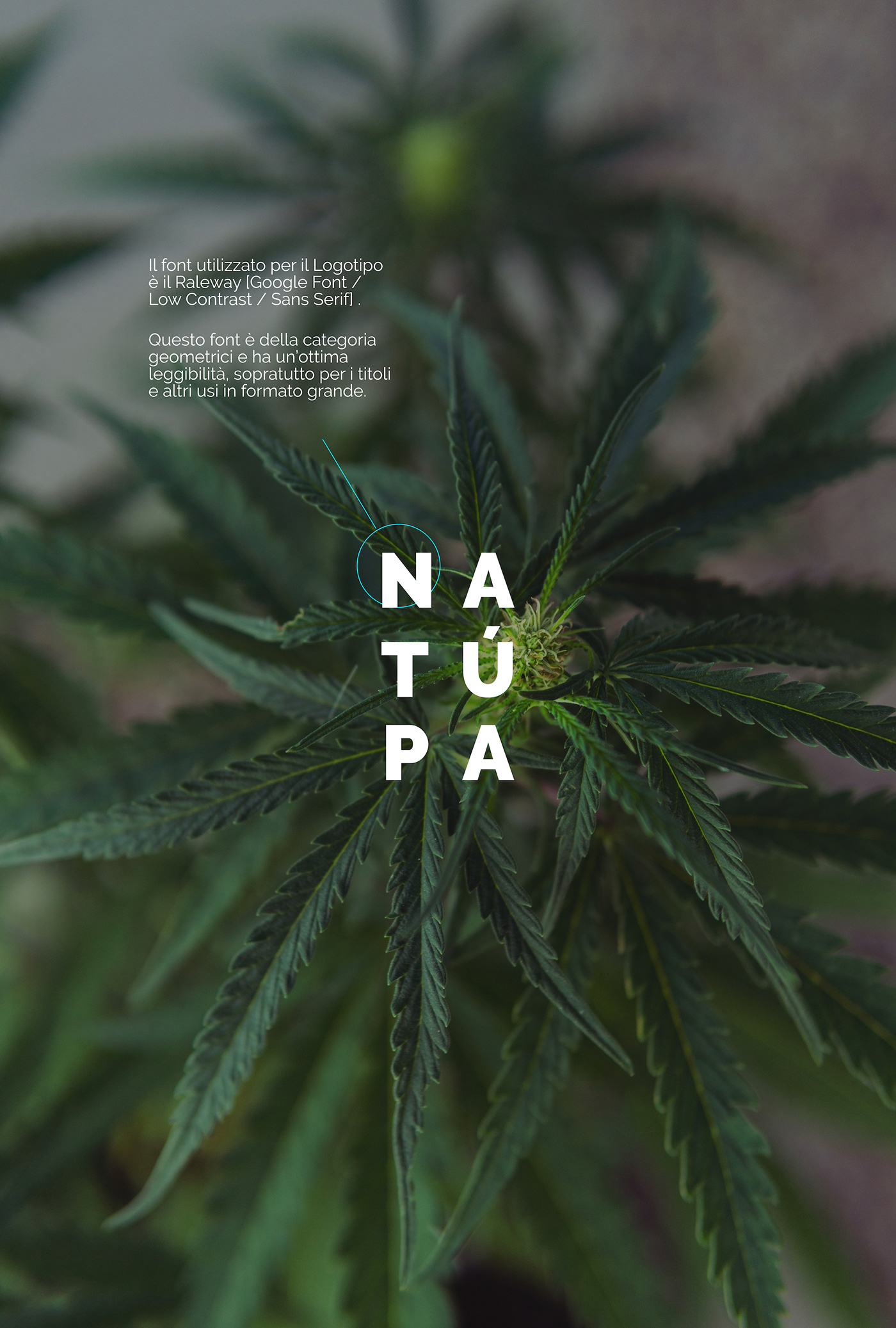 brand identity canapa marijuana organic sostenibile sostenibilità toscana agricoltura agricolture hemp