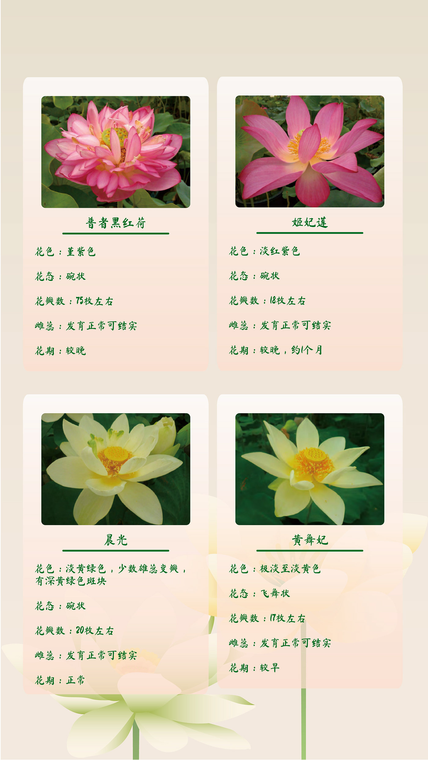 digital illustration digital catalog Lotus lotus flower adobe illustrator