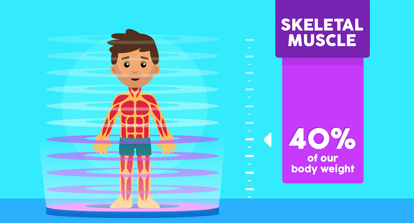 animation  cartoon explainer Flat Vector Health info graphics motion graphics  muscle