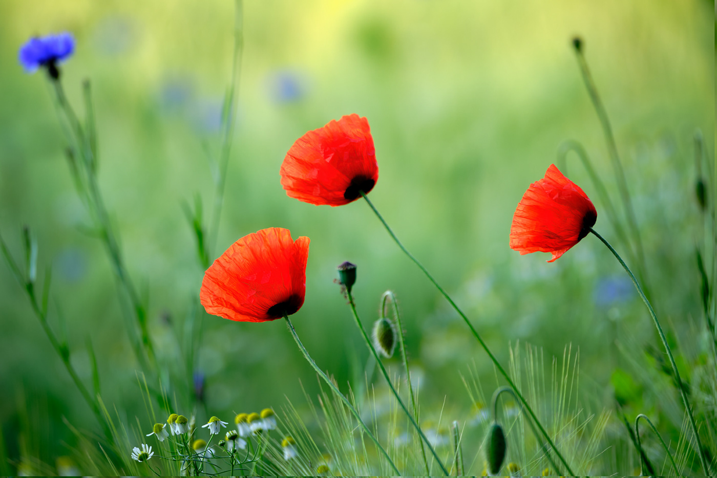 Beauty In Nature close-up flower flower head fragility growth Nature outdoors poppies red