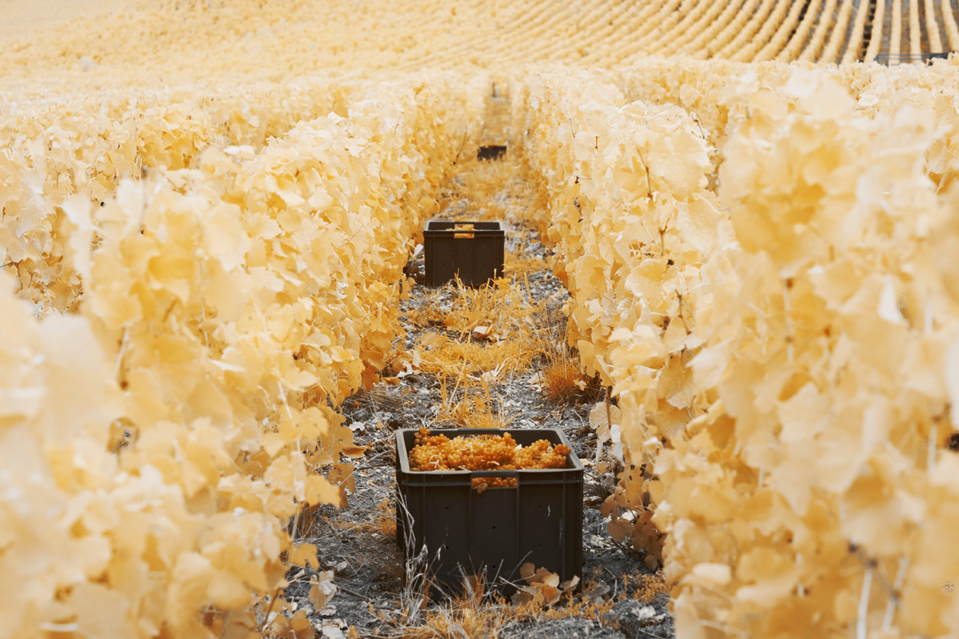 Champagne gold grapes harvest infrared infrared photography Landscape Nature Travel wine