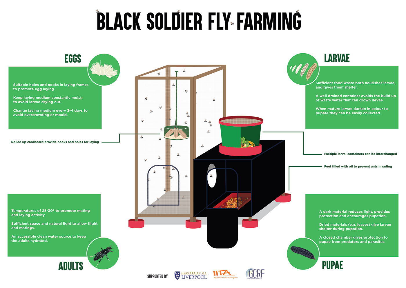 infographic soldier fly Education entomology scientific illustration Ecology biology science composting recycling