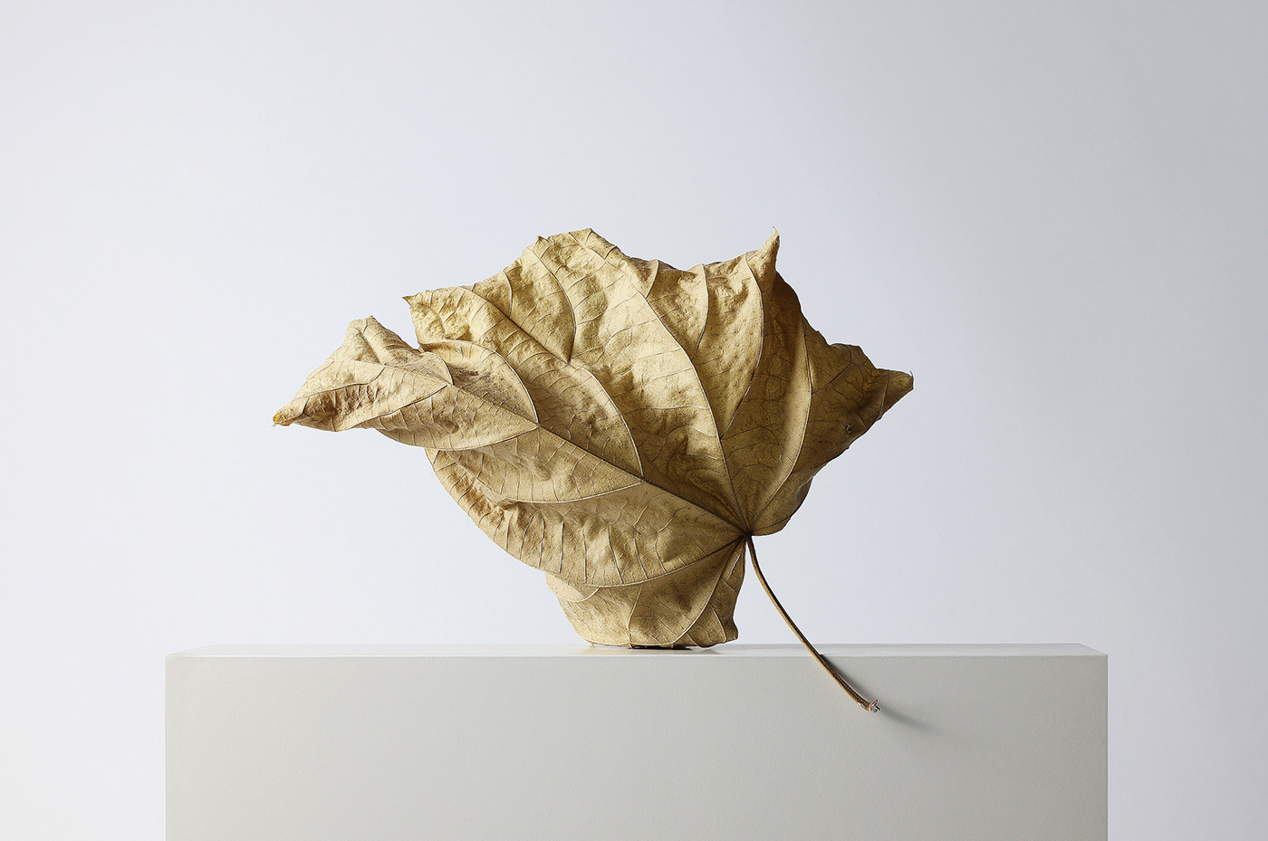 leaf leaves Nature Photography  still life photography composition Collection autumn leaves autumn stillife