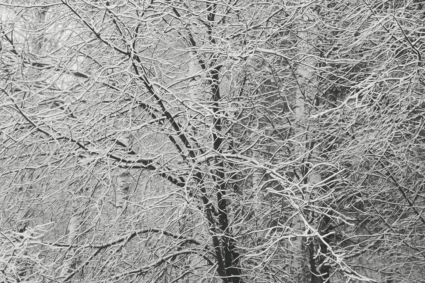 birch tree black and white branches forest Nature snow winter woodland