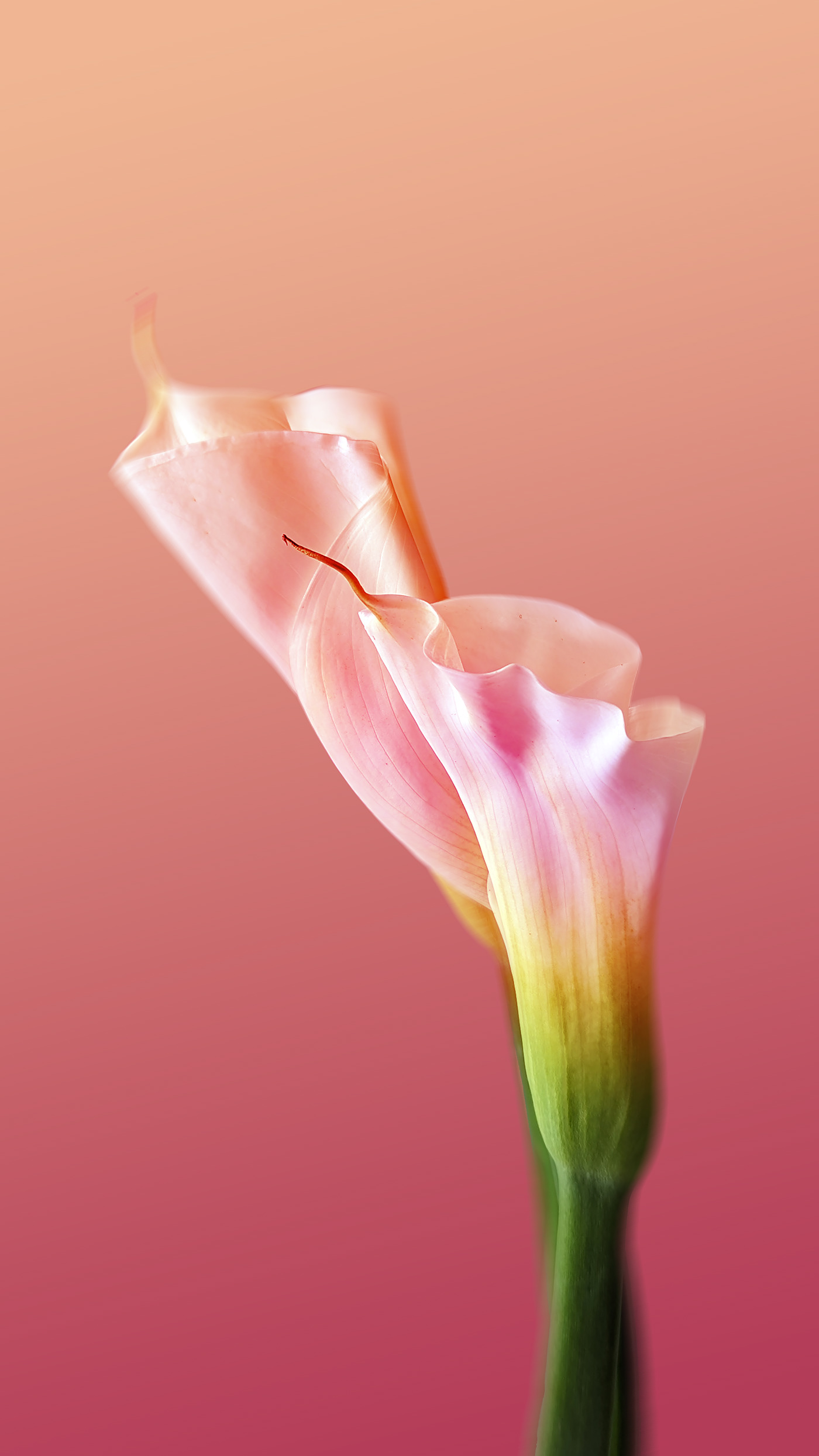 photographer Photography  floral Flowers Nature photoshop lily rose Macro Photography shelby hanlon