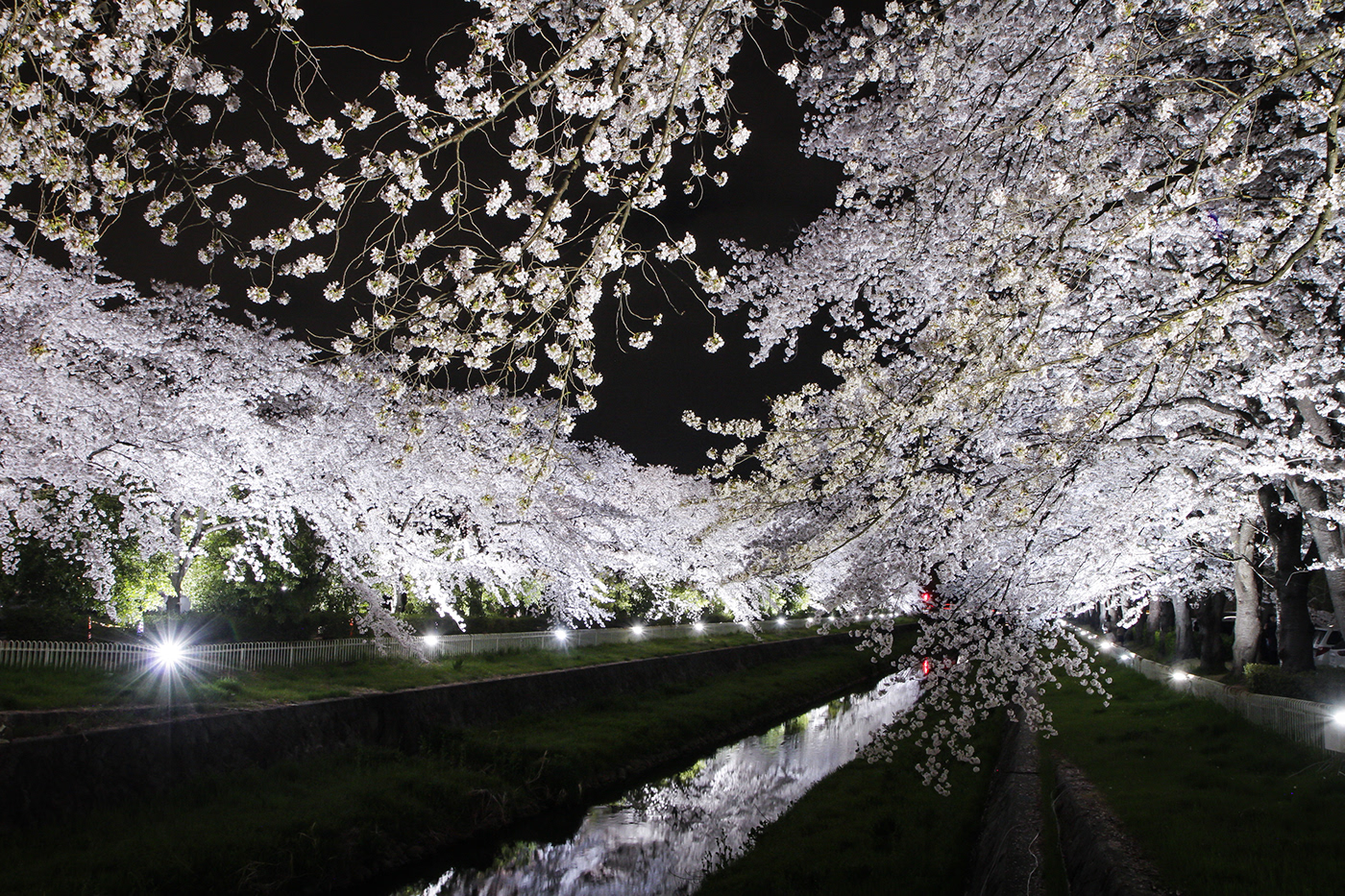 blossom cherry Day night japan animal Exposure festival