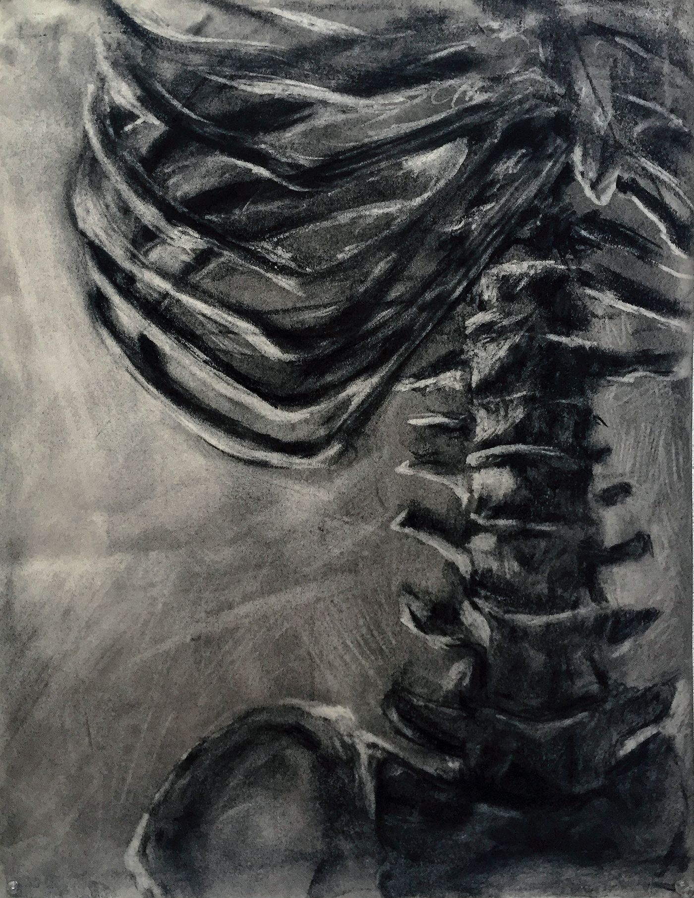 charcoal risd Drawing  skeleton bones Foundation Year Space  Nature