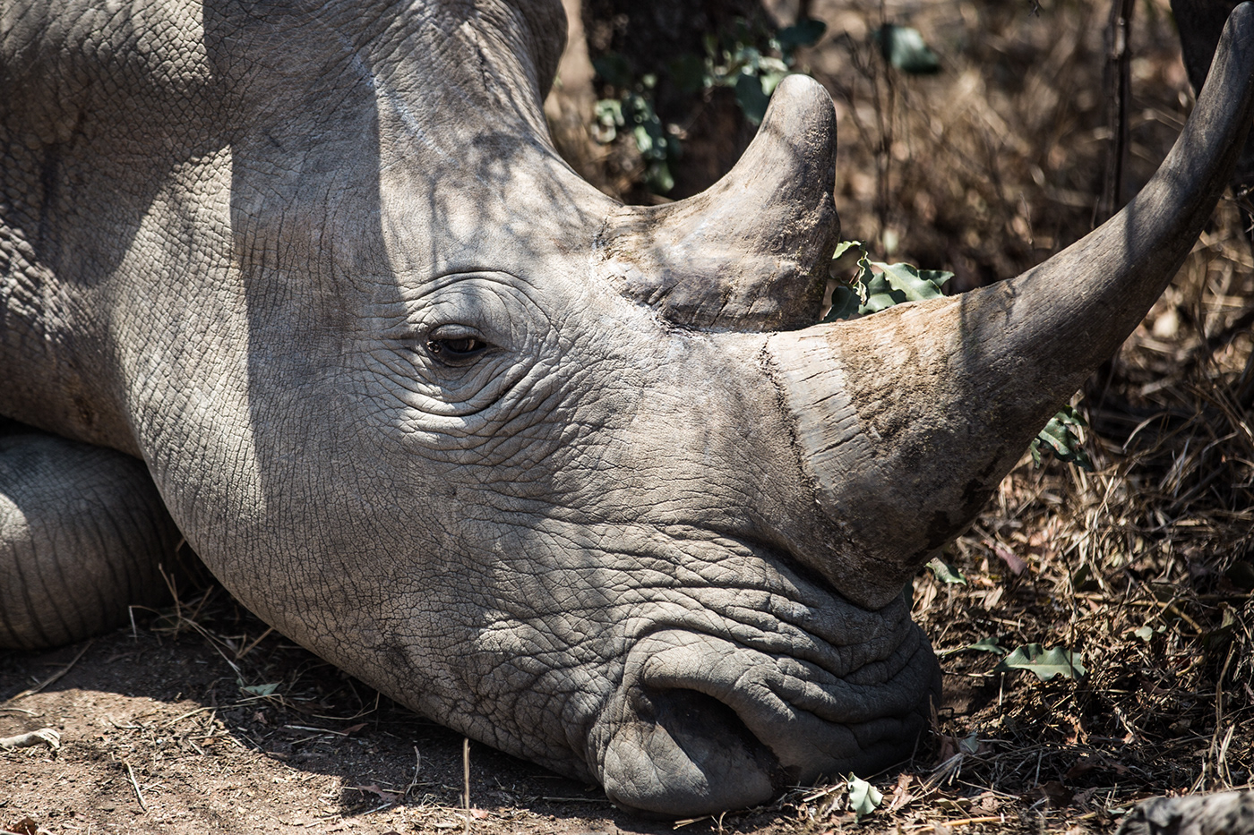 africa black rhino endangered species Eswatini Mkhaya Game Reserve poaching safari Swaziland white rhino wildlife conservation