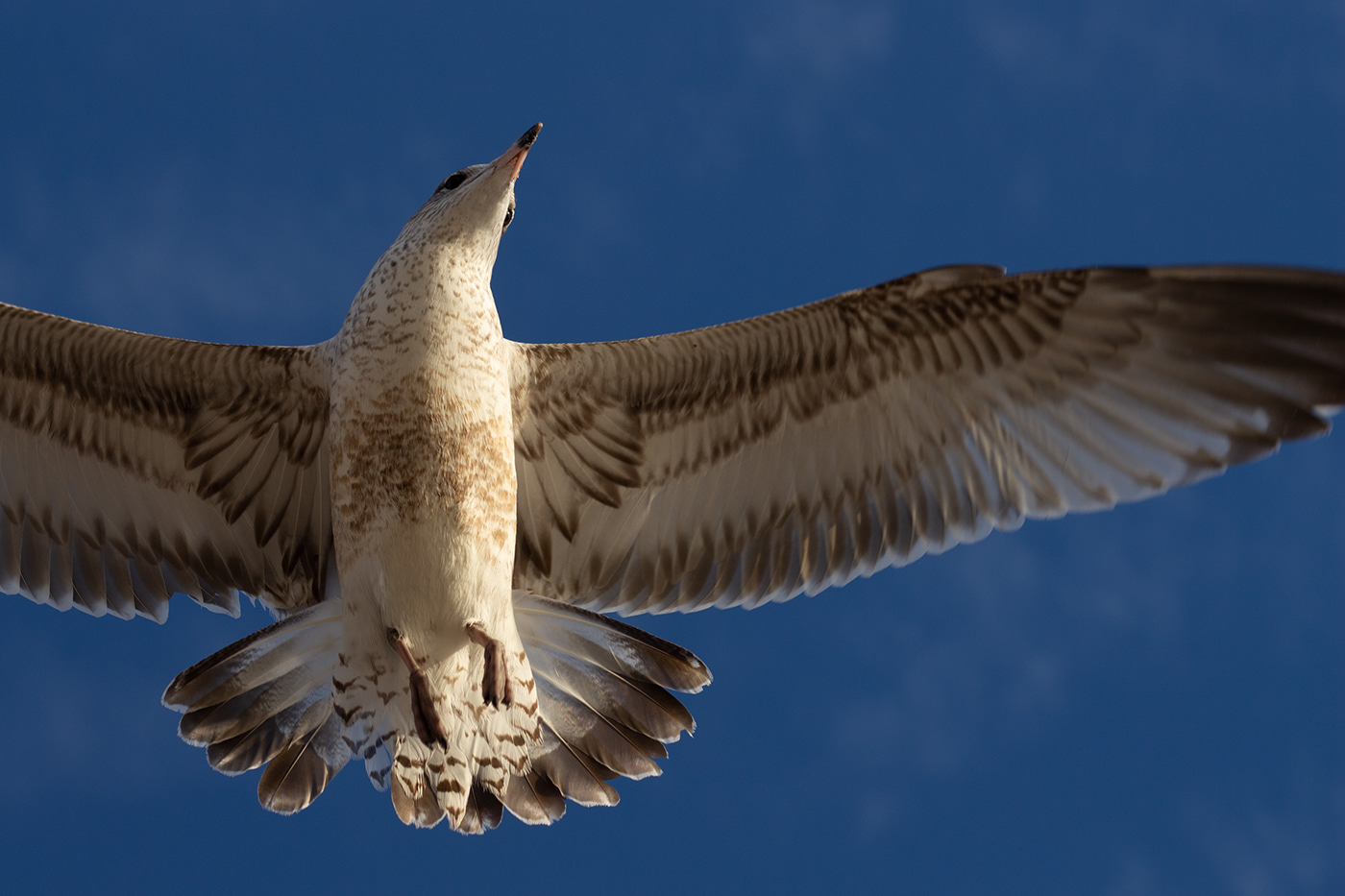 wildlife seagulls beach Fly birds Travel freedom inspiration calm goldenhour