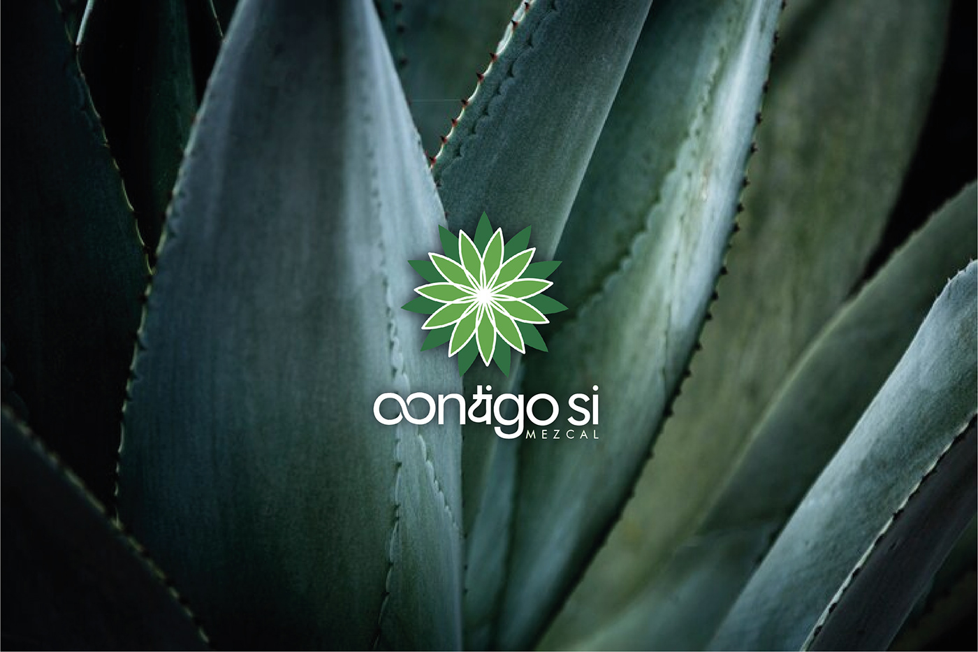 agave mezcal mexico branding  plants logo design Graphic Designer visual identity Logotype