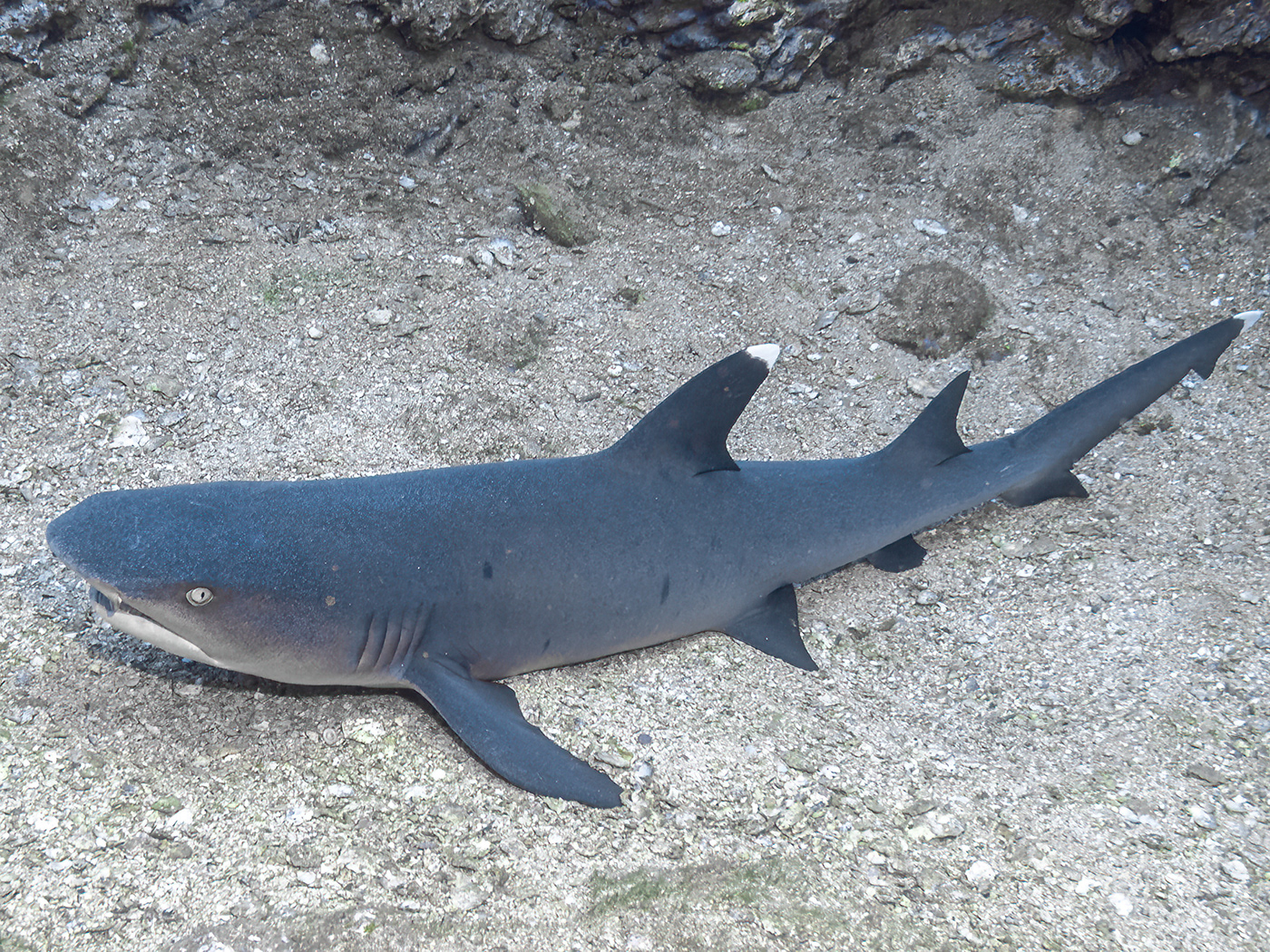 dolphin fish Island mexico Nature Ocean sea shark underwater wildlife