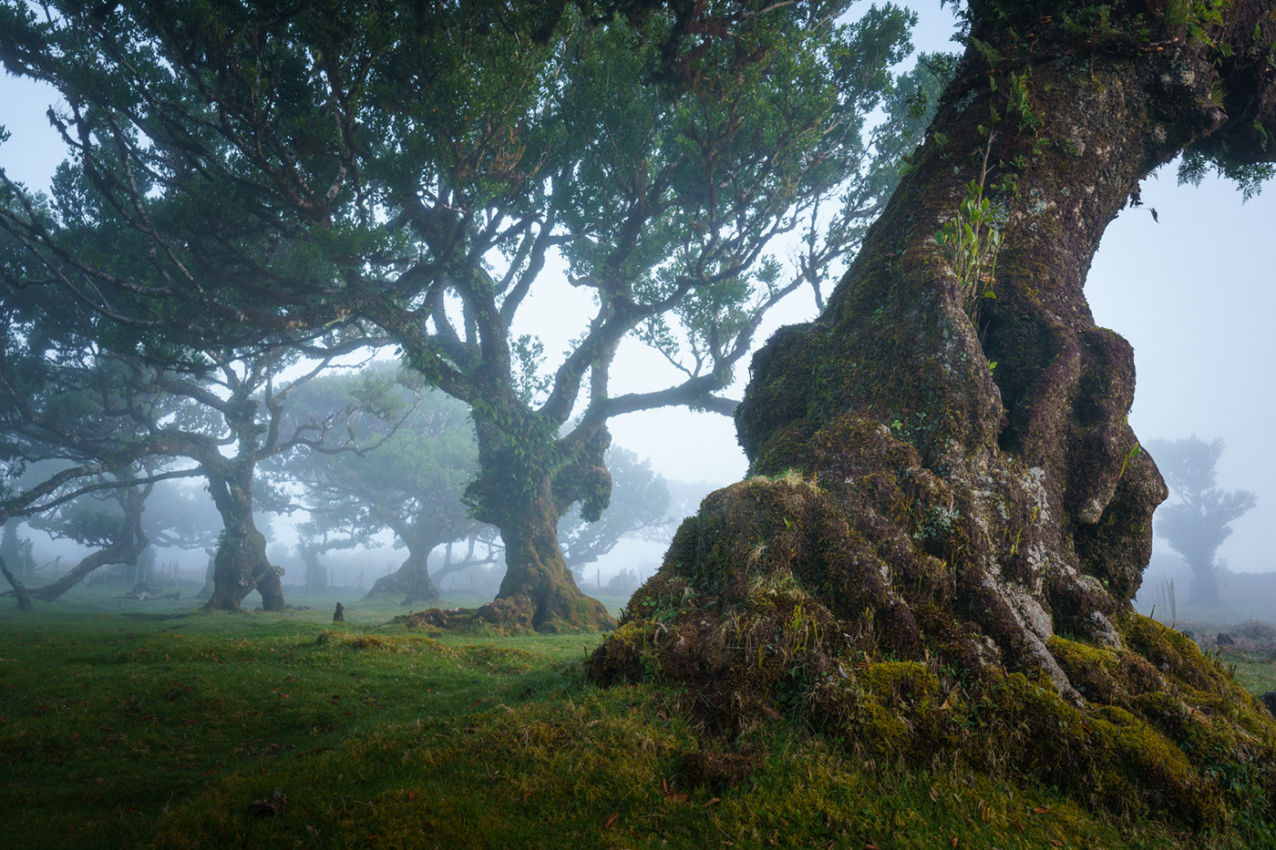 dream fairytale fanal fog forest Madeira mysterious Portugal trees