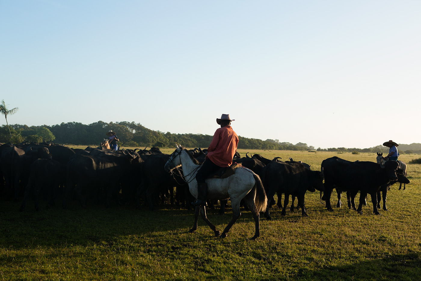 buffalos Cattle ranch river Island marajo Brazil Documentary  reportage storytelling  