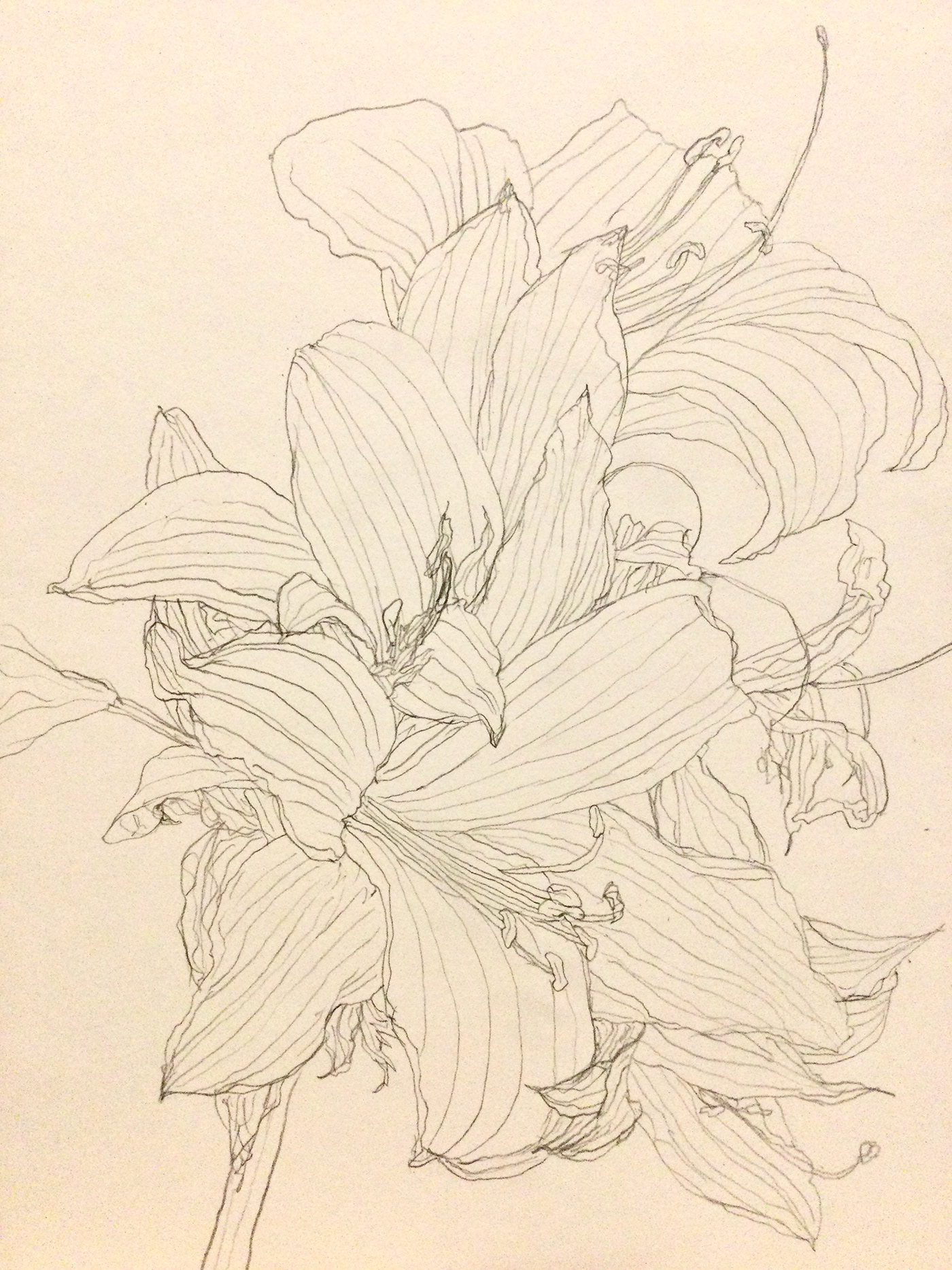 flower sketch ILLUSTRATION  spider lily rose lily pencil