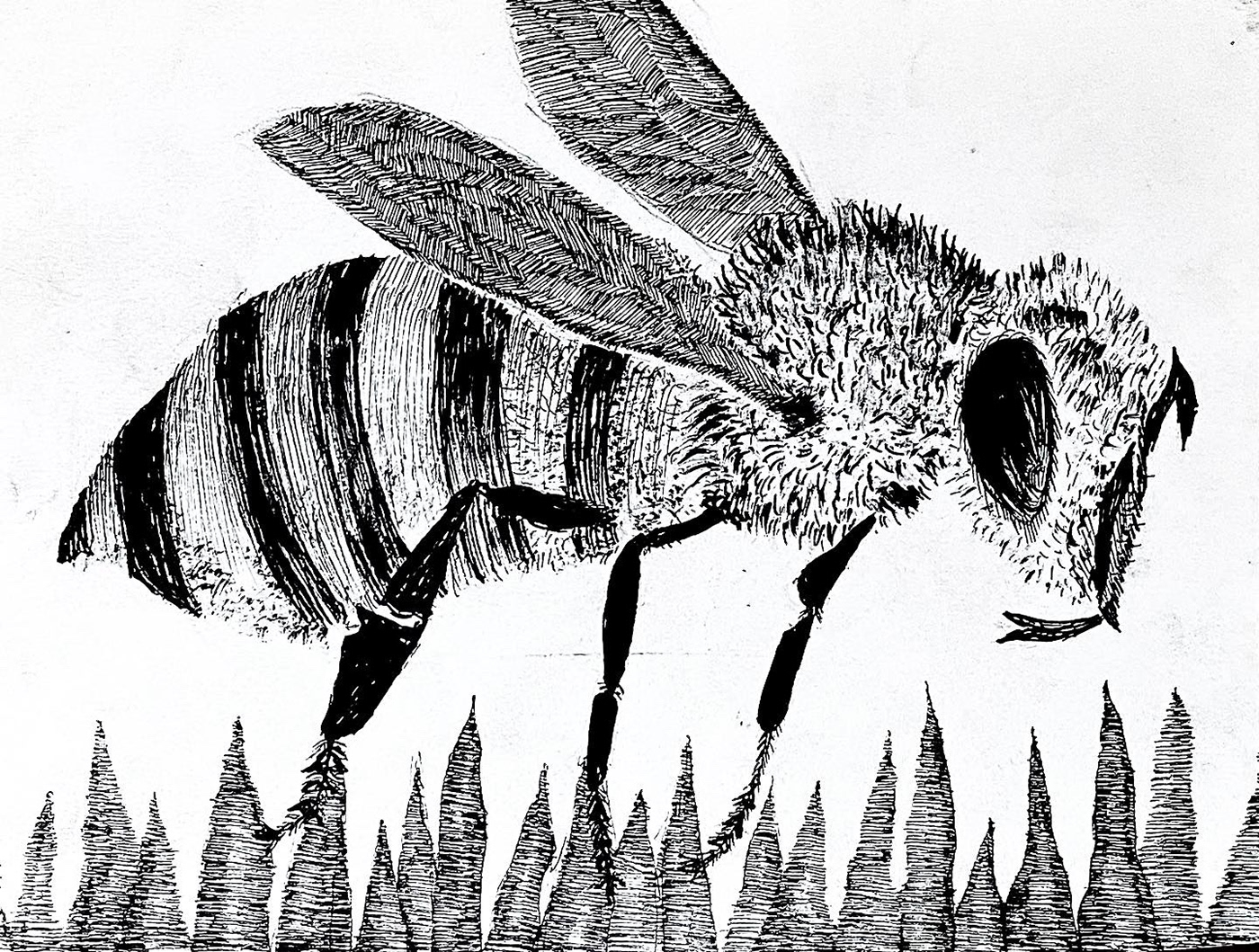 bee bugs ILLUSTRATION  India ink ink