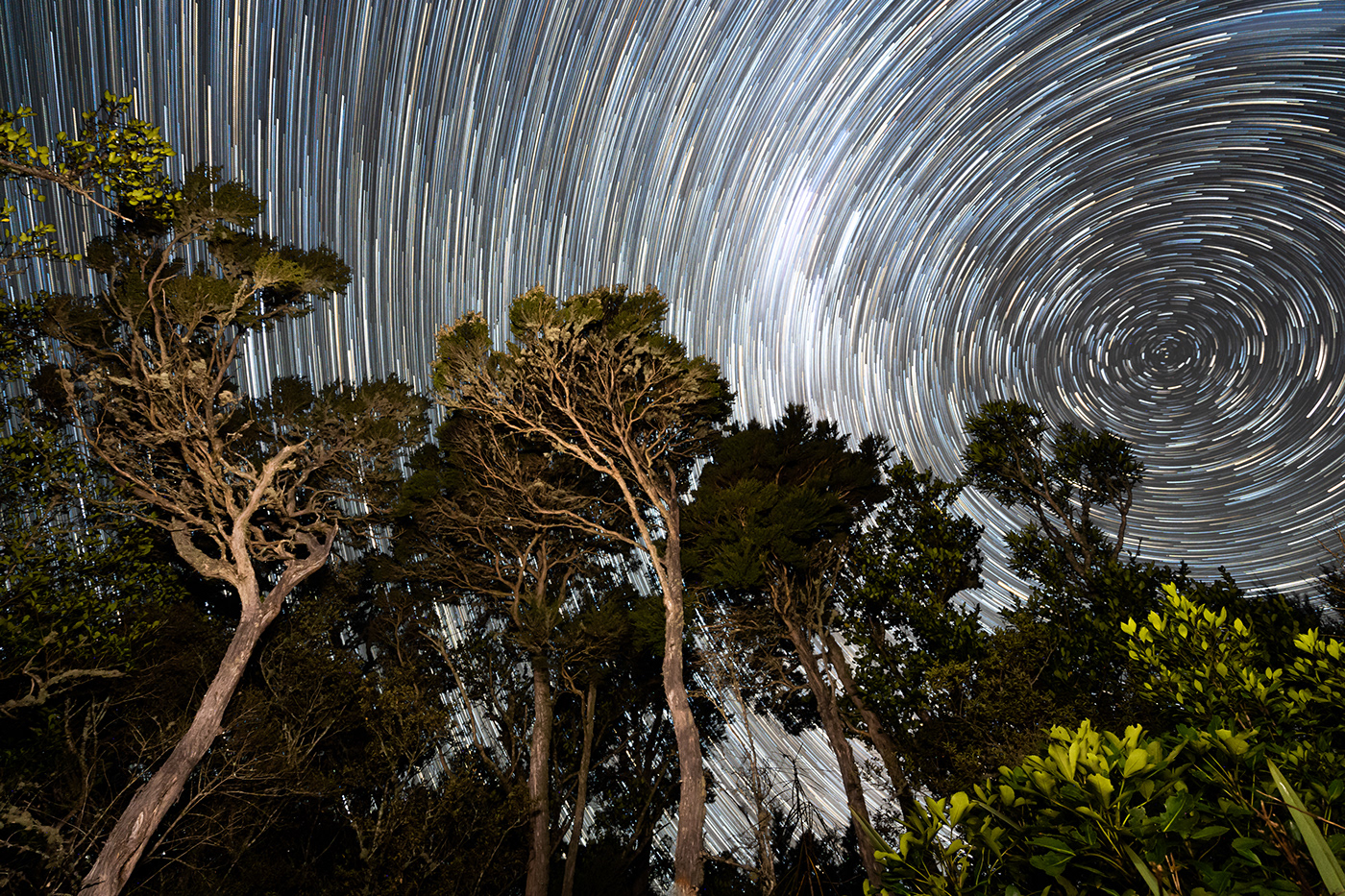 The silver peaks forest canopy with startrail