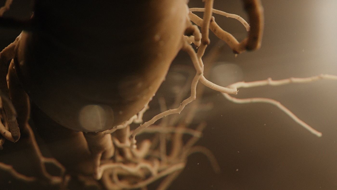 ginseng roots CGI food3d makro