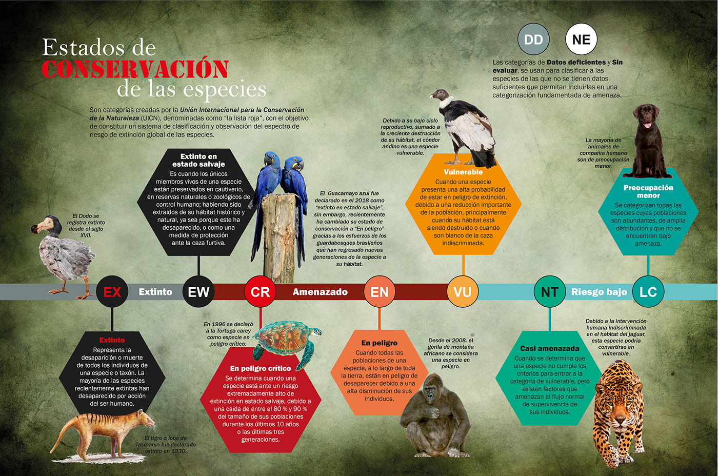 animals especies en peligro extinción extinct Extinction infografia infographic peligro de extincion wildlife