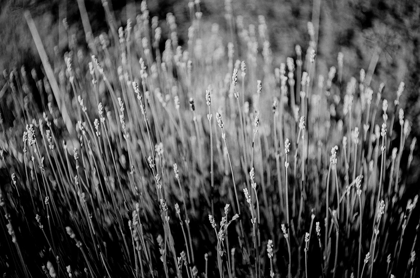 Nature Film   35mm film analog photography herbs plants black and white CarlZeiss Ilford XP2 400 Praktica
