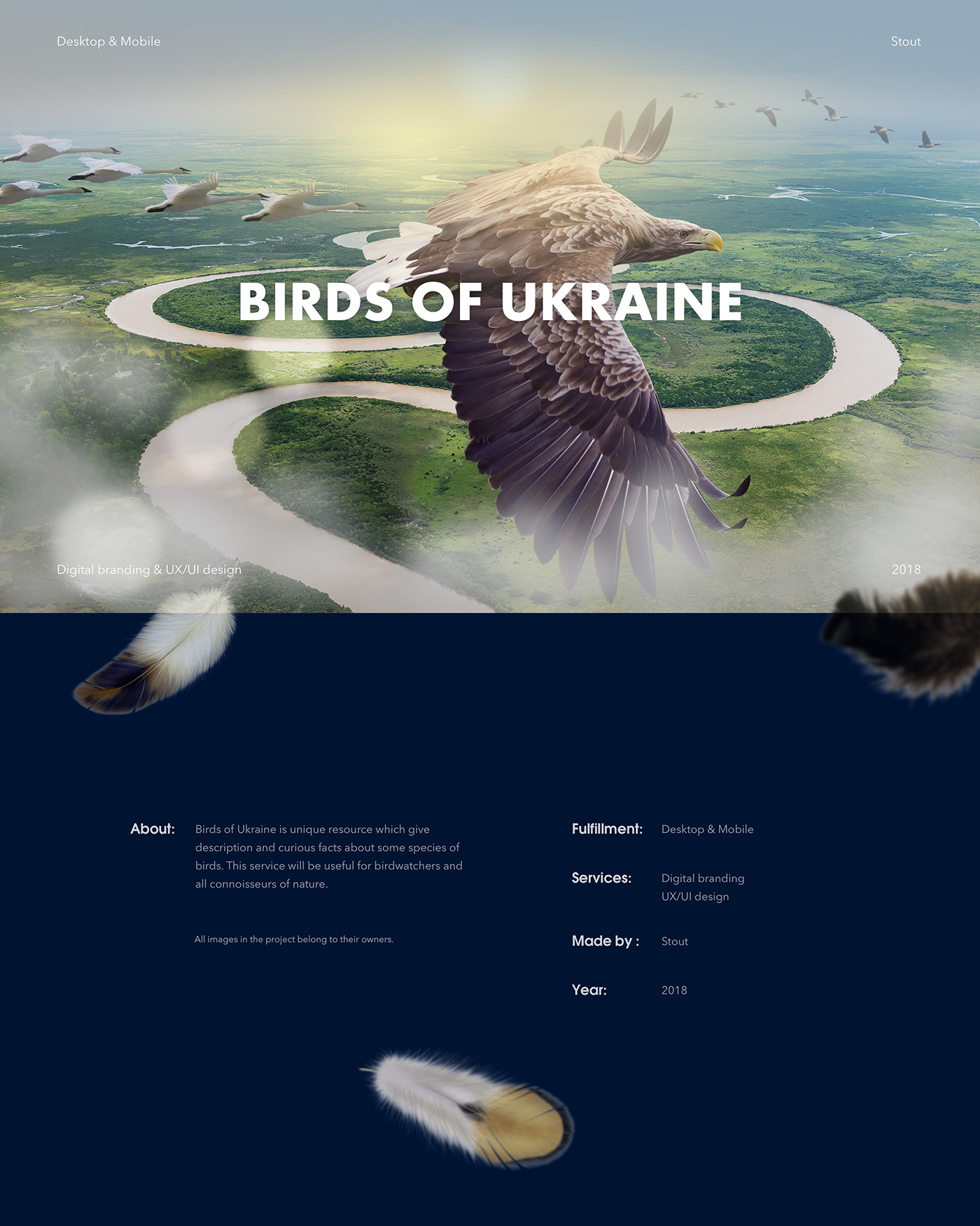 design ux UI Web Design  birds ukraine animation  Screen Design digital brand