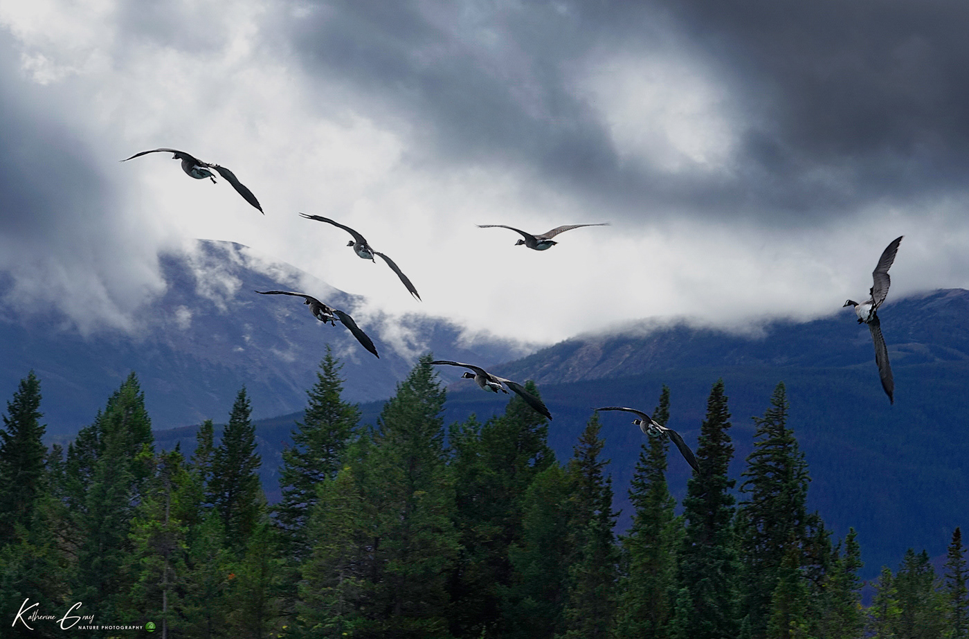 Canada Geese birds waterbirds fowl lake Flying swimming feathers grassland airborn