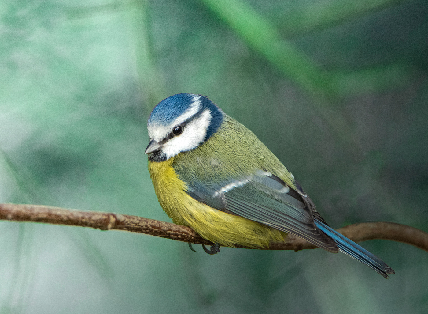 Blue tit at the forest