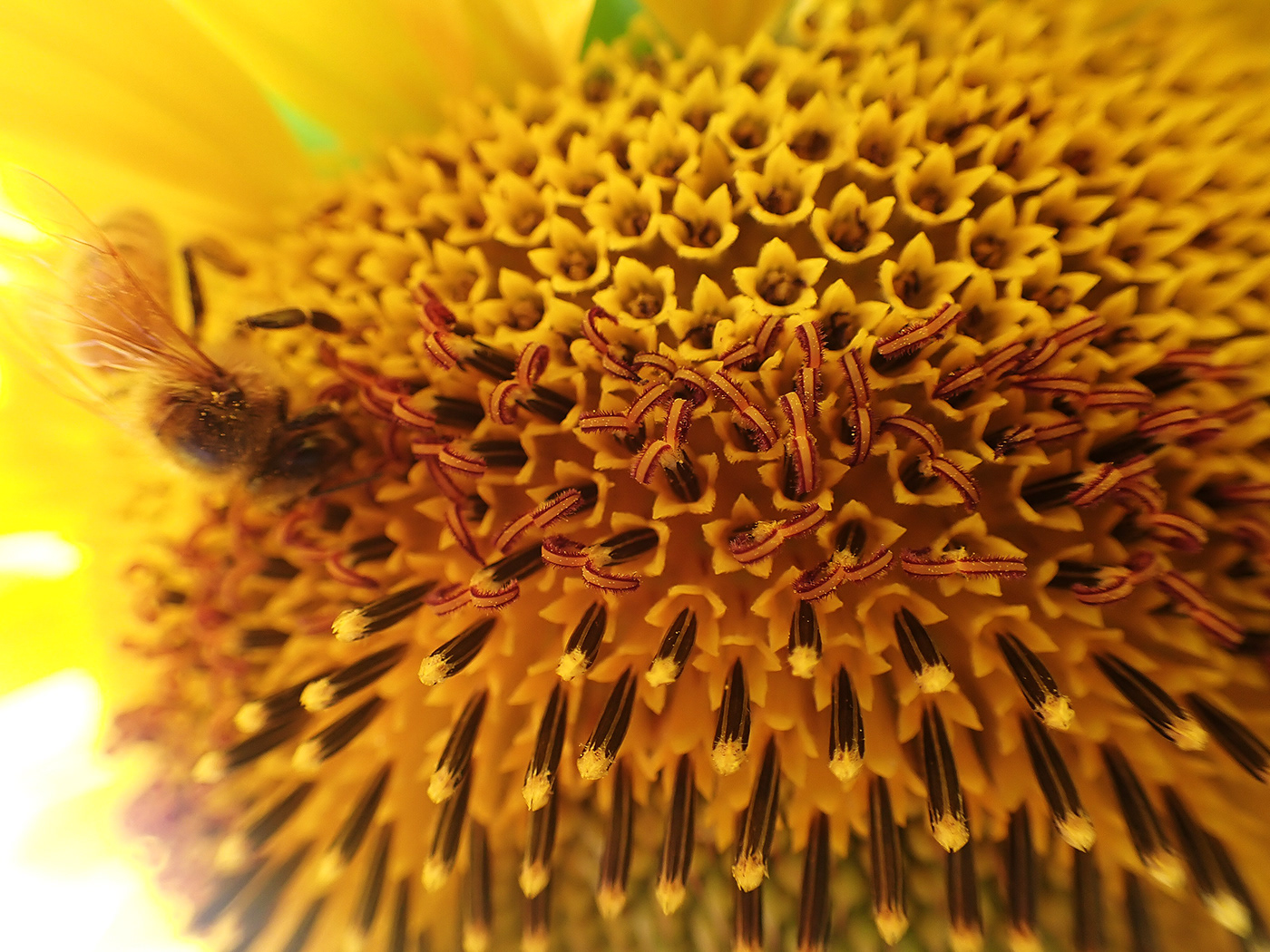 bees Flora Insects macro nature photography OLYMPUS TOUGH Photography  Sunflowers wildlife