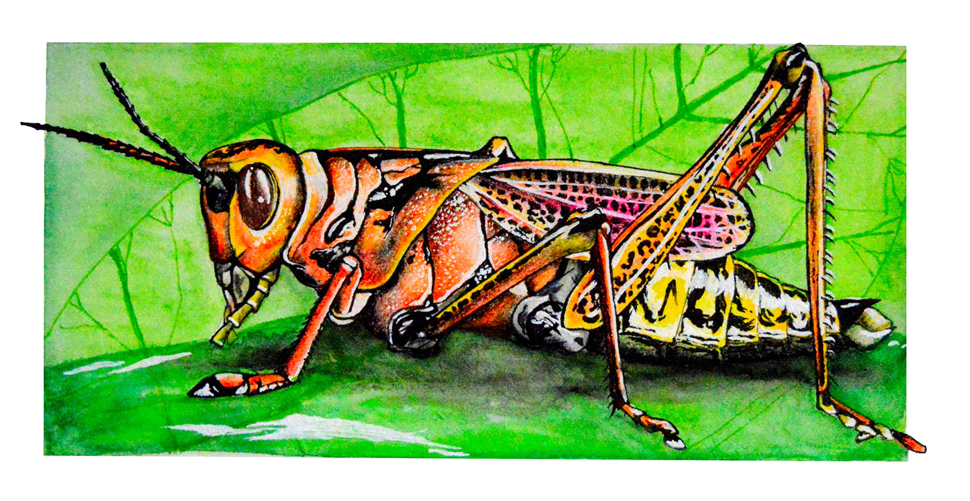 animales animalia bichos biologia biology bugs ciencia entomología entomology ilustracion ilustración científica insectos invertebrados