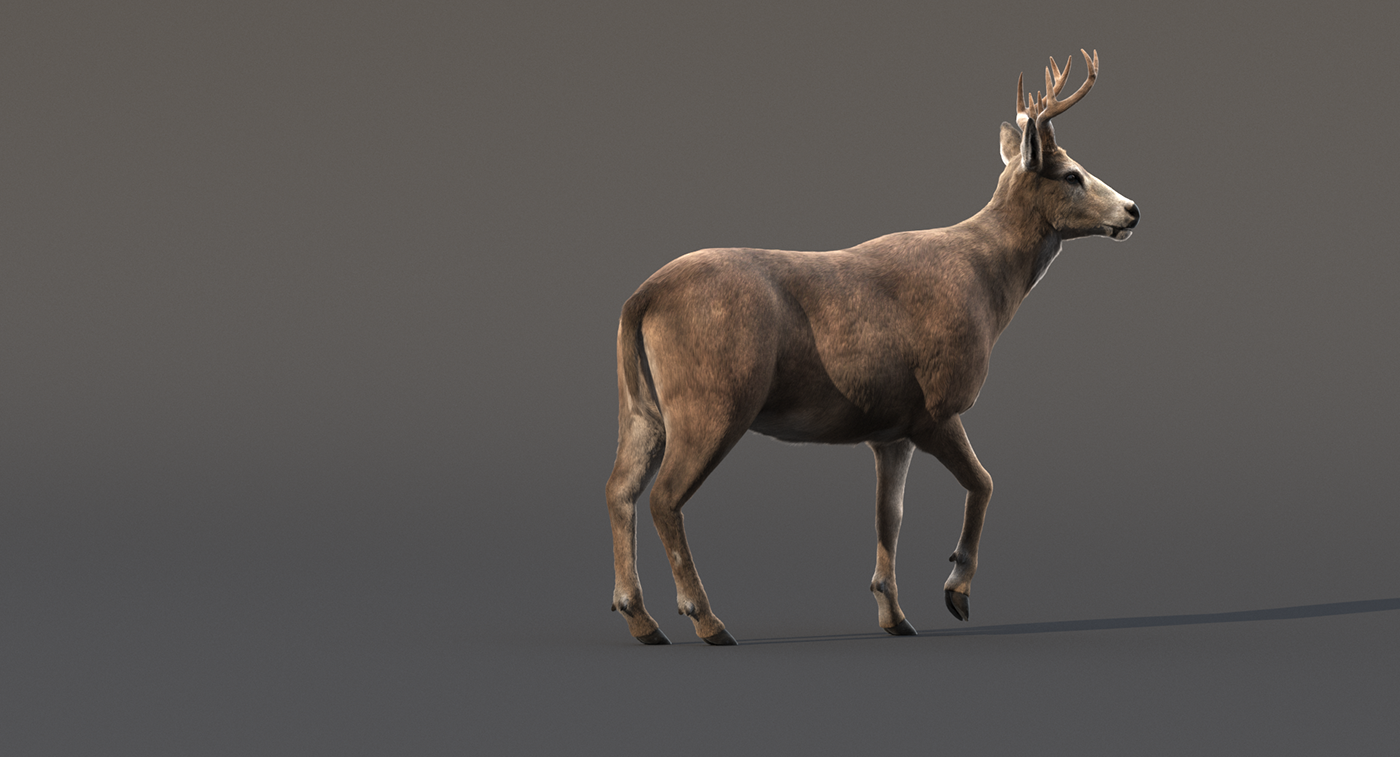 3D deer animation  Render vray animal 3dsmax art movie Fur