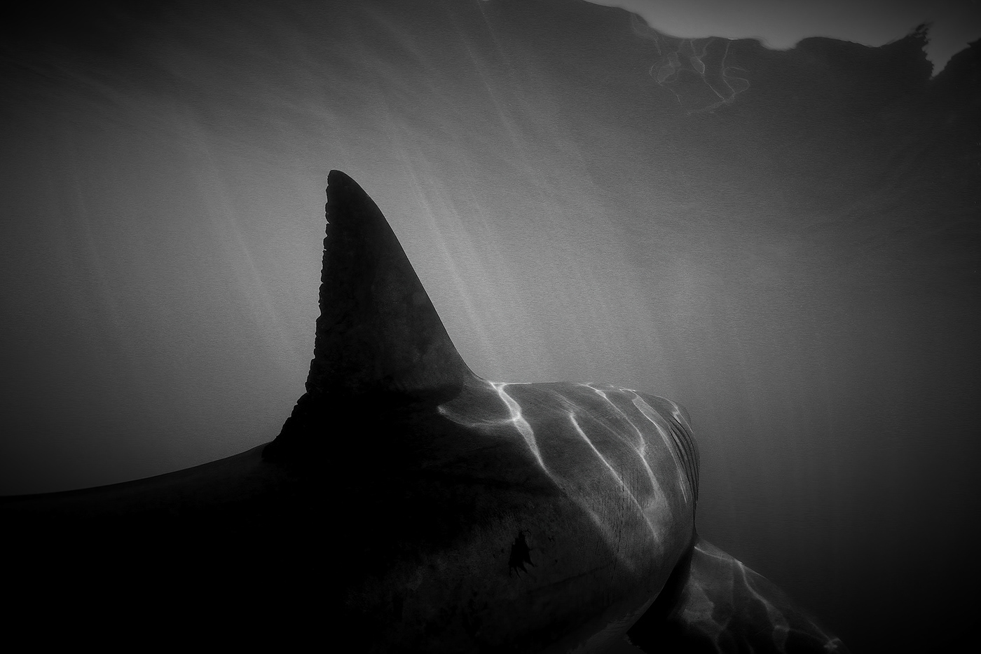Carcharodon carcharias great white shark marine conservation sharks UNDERWATER PHOTOGRAPHY wildlife art wildlife conservation Wildlife photography