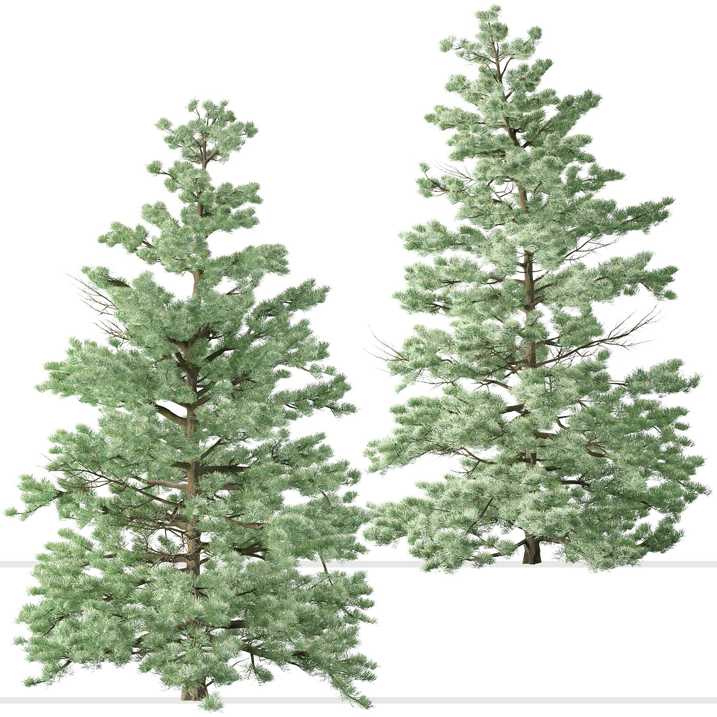abies Cedar concolor Conifer fir forest needles pine Tree  wood