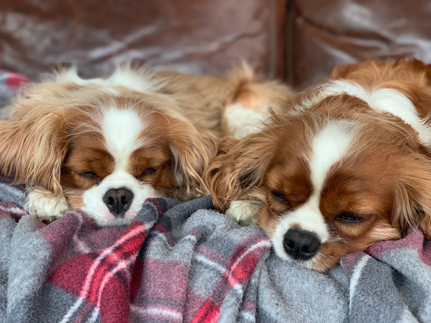 Cavalier King Charles puppy portrait beauty photographer photoshoot sleeping cute Digital Art  brown and white